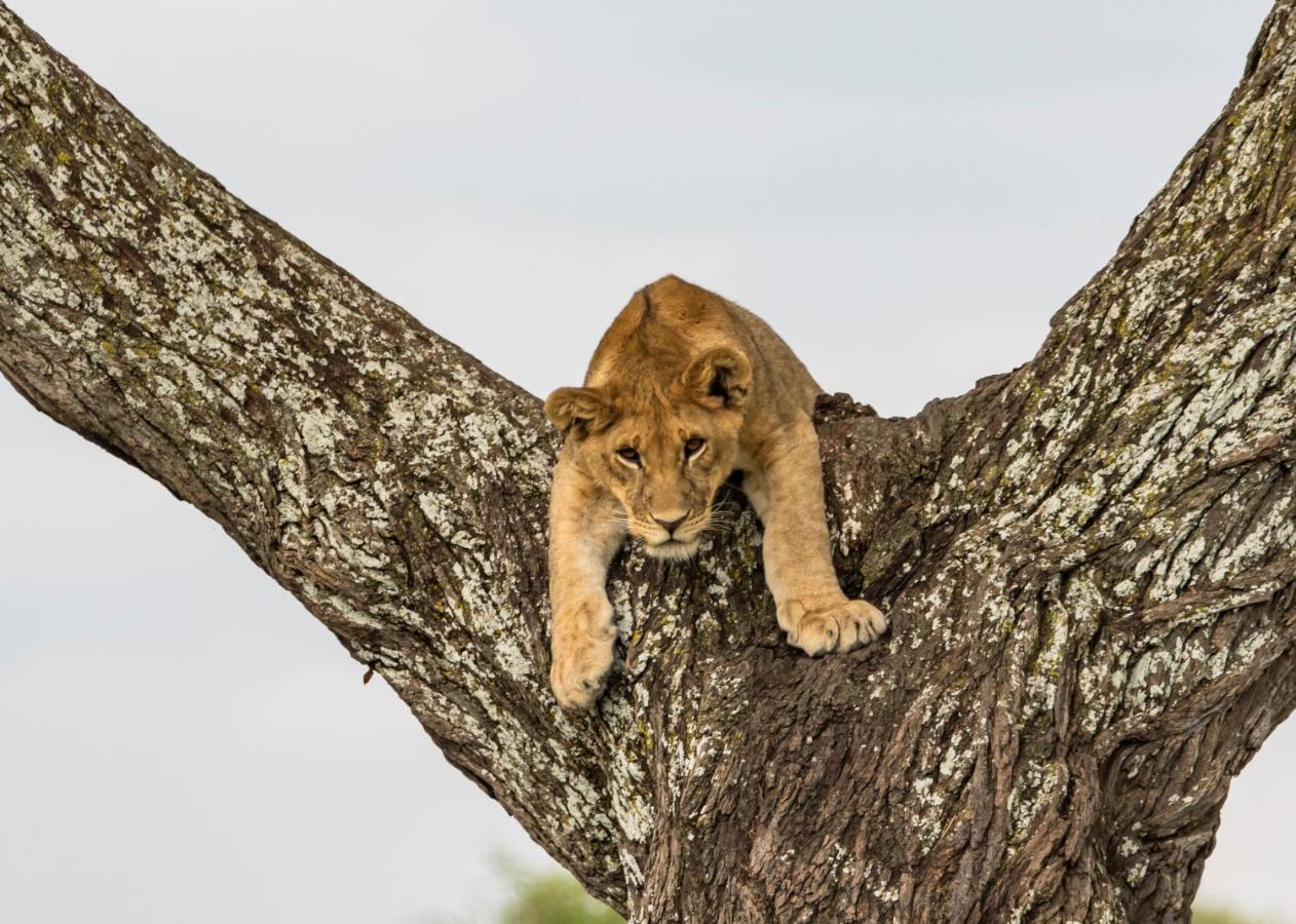 Ngorongoro Lodge Member Of Melia Collection - The Leading Hotels Of The World Exteriör bild