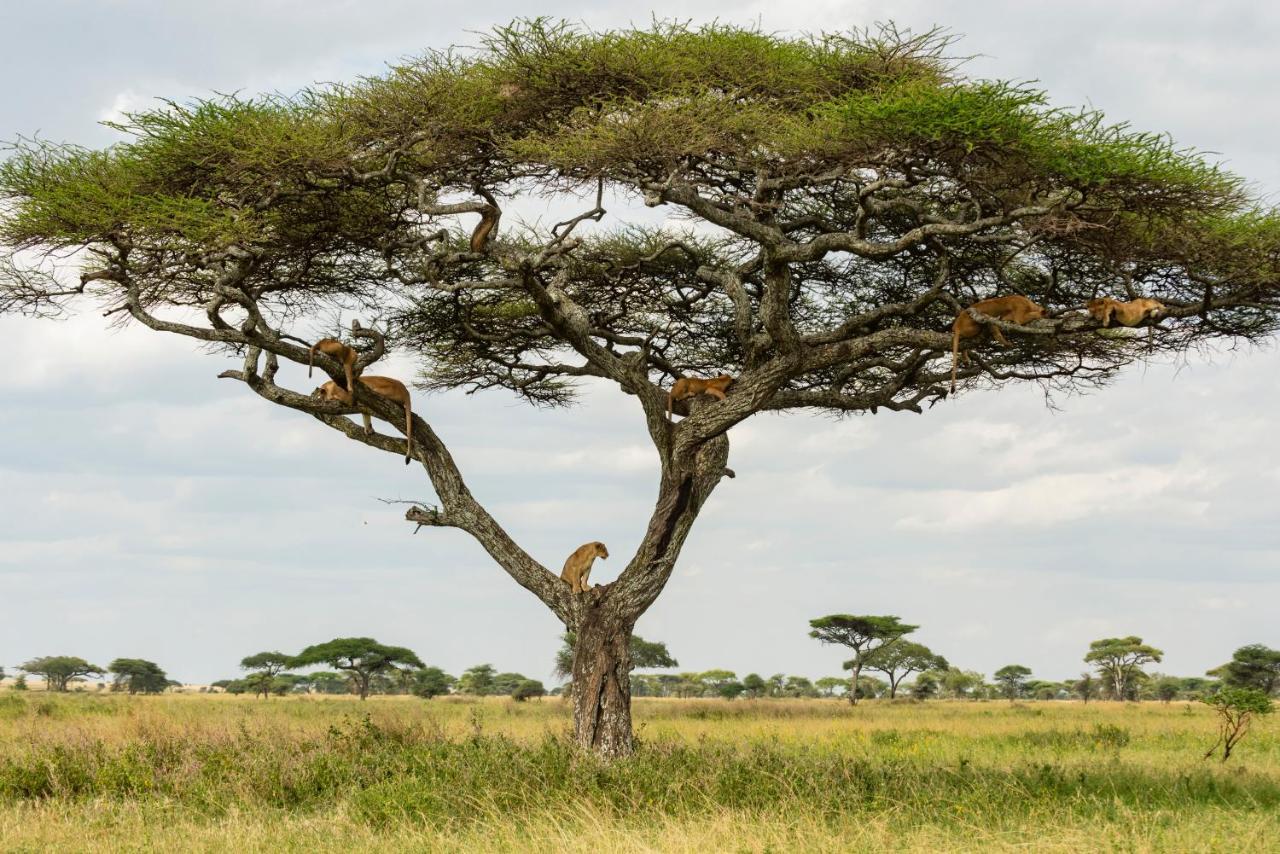Ngorongoro Lodge Member Of Melia Collection - The Leading Hotels Of The World Exteriör bild
