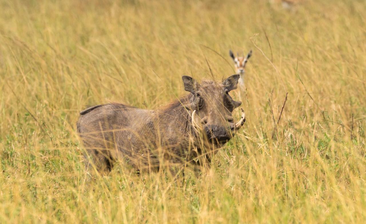 Ngorongoro Lodge Member Of Melia Collection - The Leading Hotels Of The World Exteriör bild