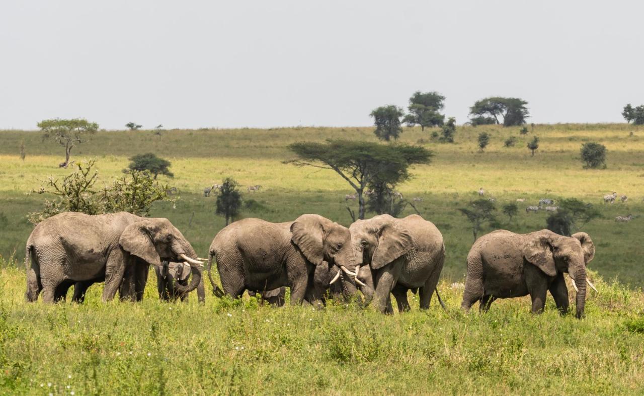Ngorongoro Lodge Member Of Melia Collection - The Leading Hotels Of The World Exteriör bild