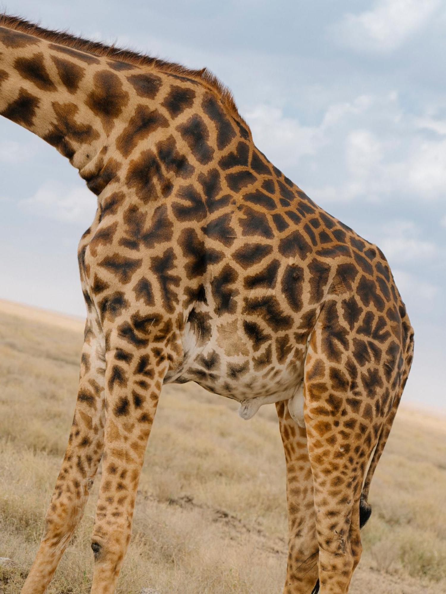 Ngorongoro Lodge Member Of Melia Collection - The Leading Hotels Of The World Exteriör bild