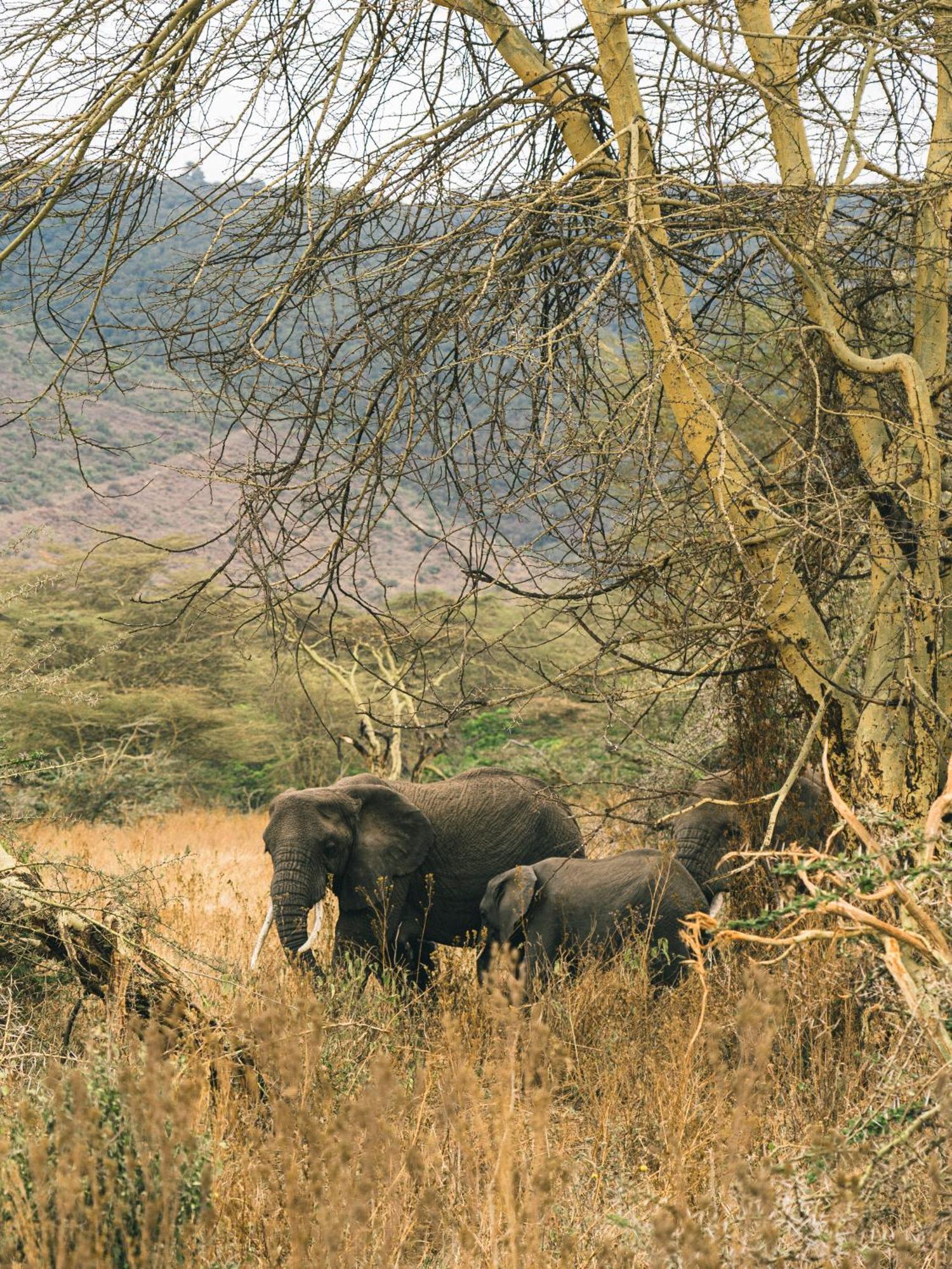 Ngorongoro Lodge Member Of Melia Collection - The Leading Hotels Of The World Exteriör bild