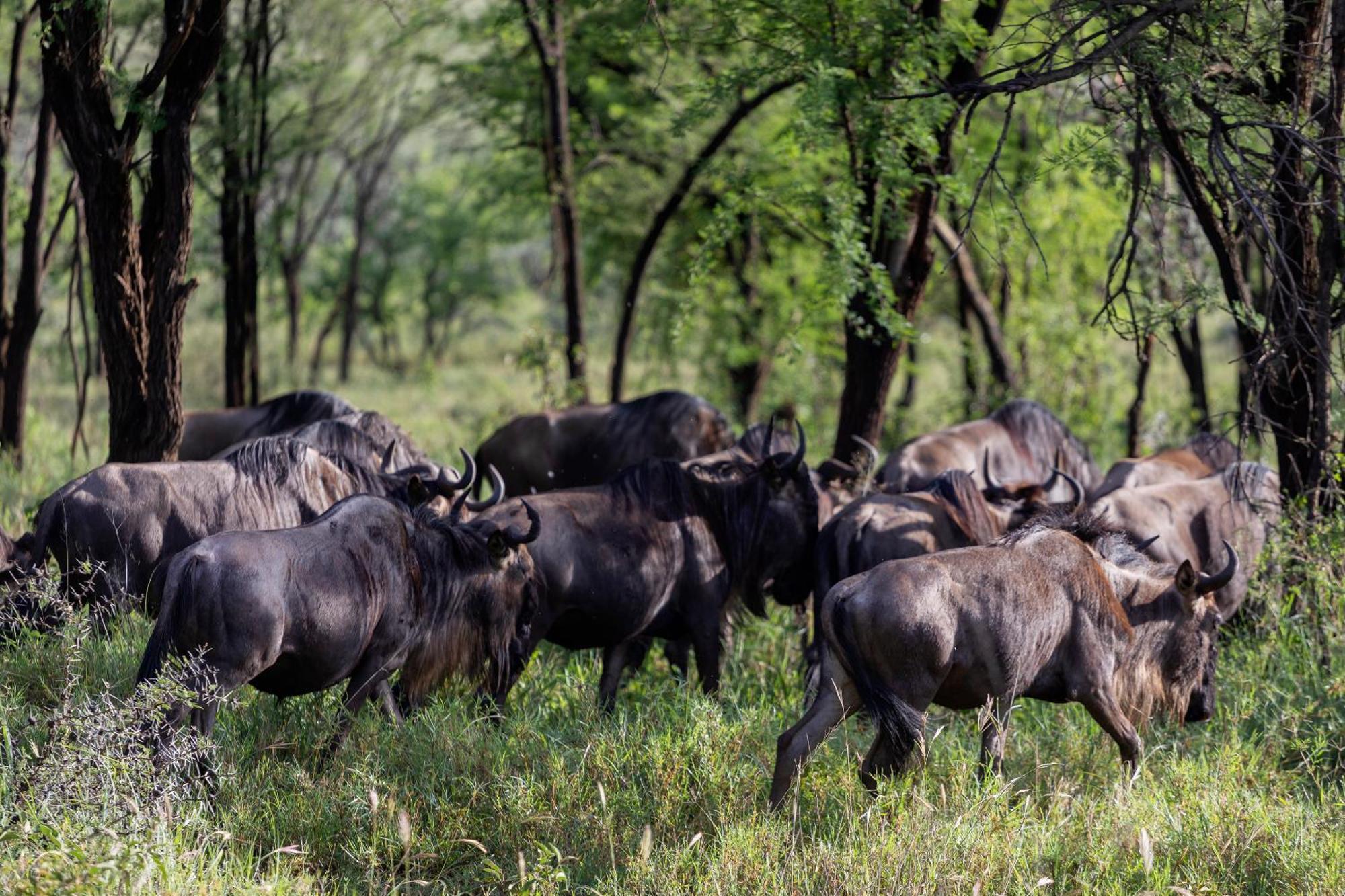 Ngorongoro Lodge Member Of Melia Collection - The Leading Hotels Of The World Exteriör bild