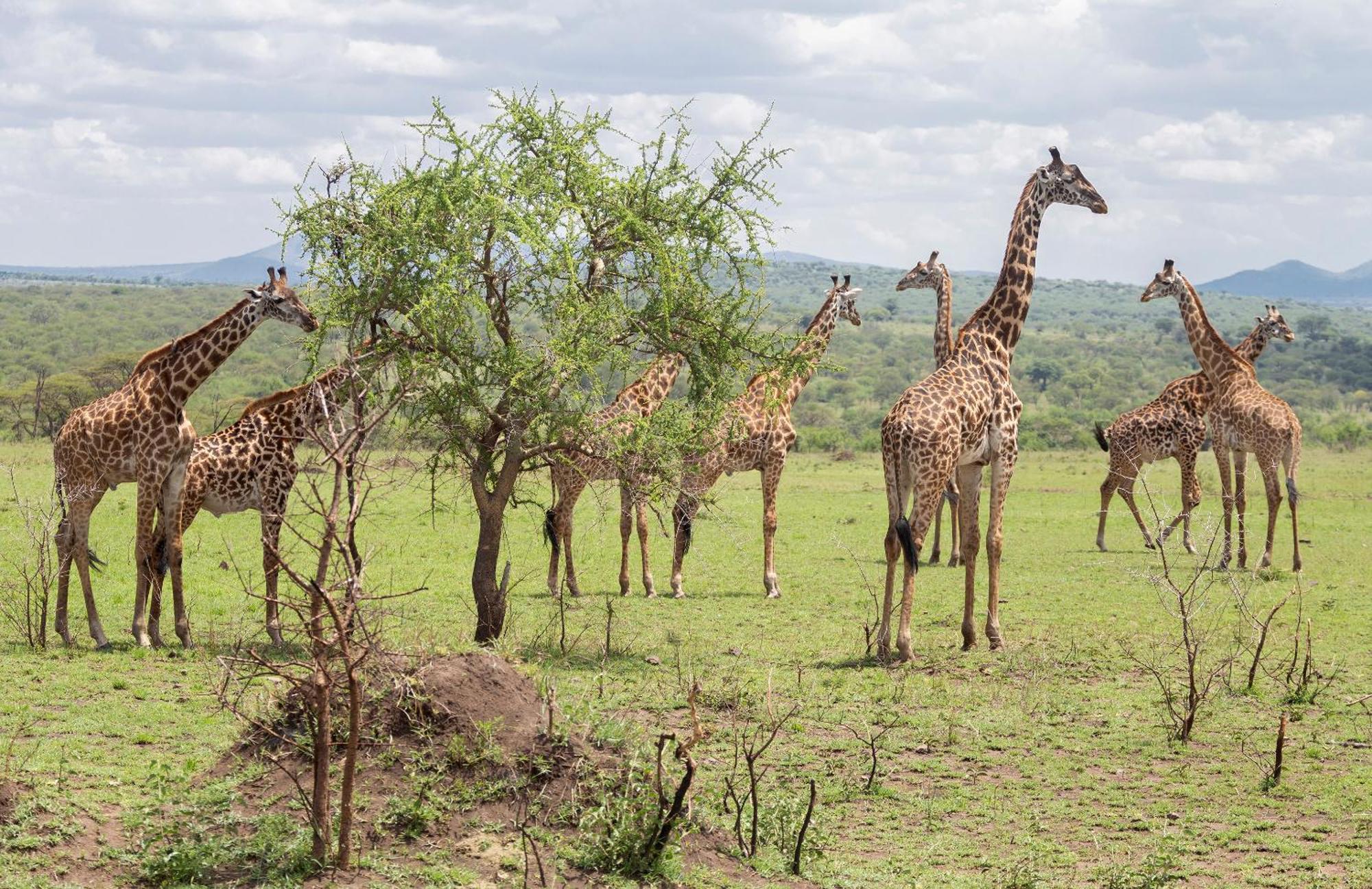 Ngorongoro Lodge Member Of Melia Collection - The Leading Hotels Of The World Exteriör bild