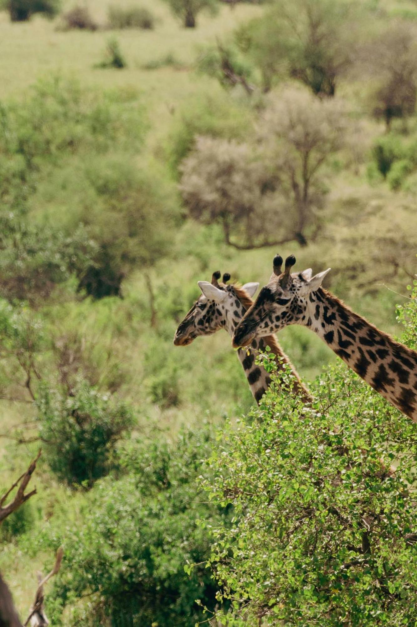 Ngorongoro Lodge Member Of Melia Collection - The Leading Hotels Of The World Exteriör bild